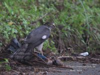 カケスを捕食するツミ