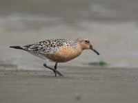 コオバシギ成鳥夏羽ほか