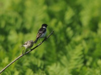 高原の鳥