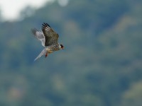 アカアシチョウゲンボウ