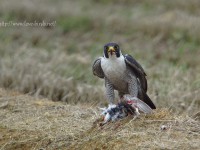 タシギを食べるハヤブサ