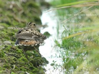 Swinhoe’s Snipe