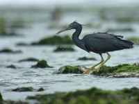 海岸のクロサギ