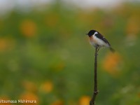 高原の鳥たち