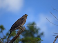 カンムリワシの成鳥と幼鳥